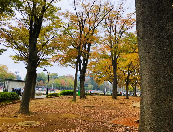 駒沢公園みんなの広場黄葉紅葉